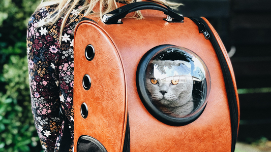 Cat traveling in orange cat carrier